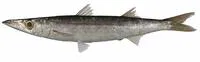 Japanese barracuda (Sphyraena japonica)