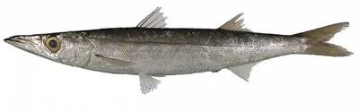 Japanese barracuda (Sphyraena japonica)