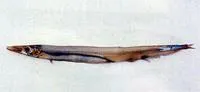 Japanese barracudina (Lestrolepis japonica)