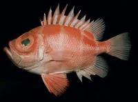 Japanese bigeye (Pristigenys niphonia)