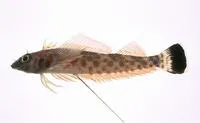 Japanese blacktail triplefin (Springerichthys bapturus)