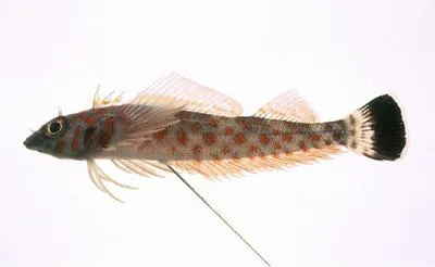Japanese blacktail triplefin (Springerichthys bapturus)