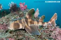 Japanese bullhead shark (Heterodontus japonicus)