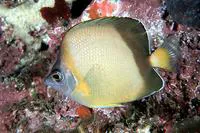 Japanese butterflyfish (Chaetodon nippon)