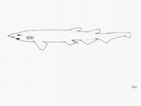 Japanese catshark (Apristurus japonicus)