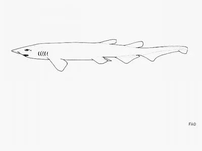 Japanese catshark (Apristurus japonicus)