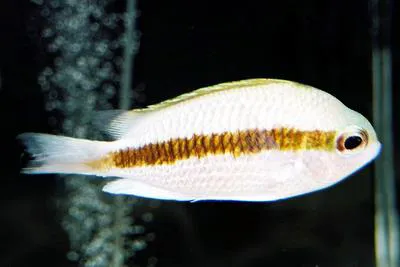 Japanese chromis (Chromis mirationis)