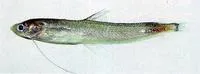 Japanese codlet (Bregmaceros japonicus)