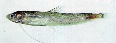 Japanese codlet (Bregmaceros japonicus)