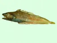 Japanese codling (Physiculus japonicus)