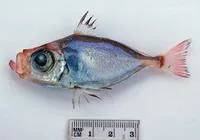Japanese dory (Zenion japonicum)