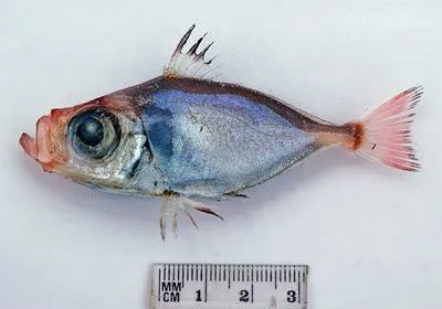 Japanese dory (Zenion japonicum)