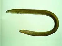 Japanese eel (Anguilla japonica)