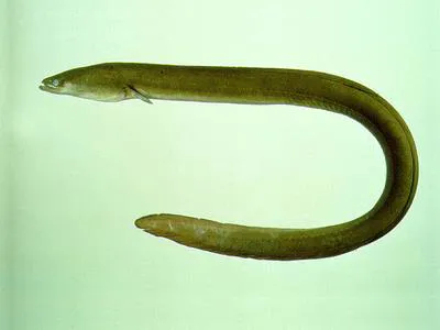 Japanese eel (Anguilla japonica)