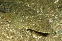 Japanese flathead (Inegocia japonica)