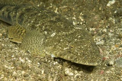 Japanese flathead (Inegocia japonica)