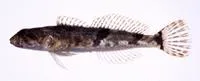 Japanese fluvial sculpin (Cottus pollux)