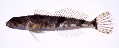 Japanese fluvial sculpin (Cottus pollux)