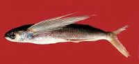 Japanese flyingfish (Cheilopogon agoo)