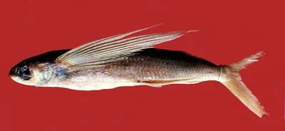 Japanese flyingfish (Cheilopogon agoo)