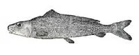 Japanese gissu (Pterothrissus gissu)
