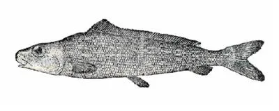 Japanese gissu (Pterothrissus gissu)