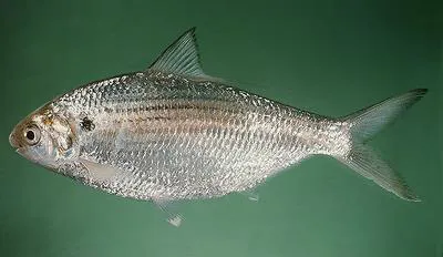 Japanese gizzard shad (Nematalosa japonica)