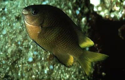 Japanese gregory (Stegastes altus)