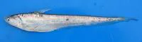 Japanese grenadier anchovy (Coilia nasus)