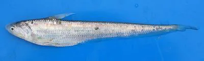 Japanese grenadier anchovy (Coilia nasus)