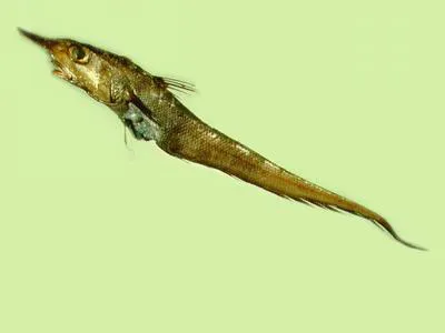 Japanese grenadier (Coelorinchus japonicus)