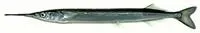 Japanese halfbeak (Hyporhamphus sajori)