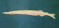 Japanese icefish (Salangichthys microdon)