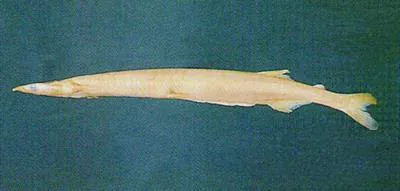 Japanese icefish (Salangichthys microdon)