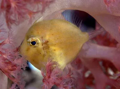 Japanese inflator filefish (Brachaluteres ulvarum)