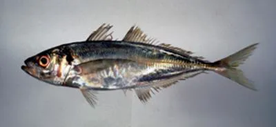Japanese jack mackerel (Trachurus japonicus)