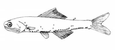Japanese lanternfish (Notoscopelus japonicus)
