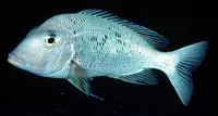 Japanese large-eye bream (Gymnocranius euanus)