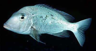 Japanese large-eye bream (Gymnocranius euanus)