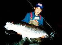 Japanese lates (Lates japonicus)