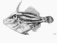 Japanese leatherjacket (Paramonacanthus nipponensis)
