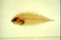 Japanese lefteye flounder (Arnoglossus japonicus)