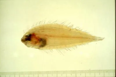 Japanese lefteye flounder (Arnoglossus japonicus)