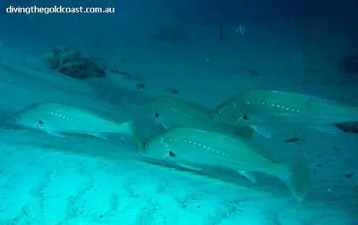 Japanese meagre (Argyrosomus japonicus)