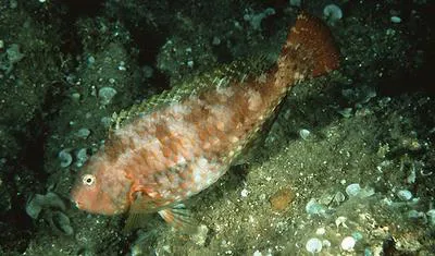 Japanese parrotfish (Calotomus japonicus)