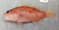 Japanese perchlet (Plectranthias japonicus)