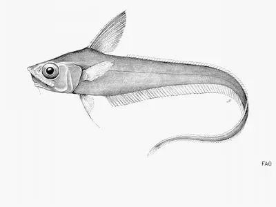 Japanese pugnose grenadier (Nezumia condylura)