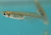 Japanese rice fish (Oryzias latipes)