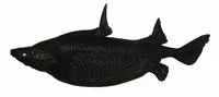 Japanese roughshark (Oxynotus japonicus)