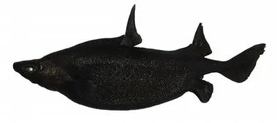 Japanese roughshark (Oxynotus japonicus)